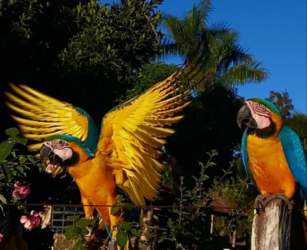 Pousada Canto Dos Passaros Alto Paraíso de Goiás Extérieur photo